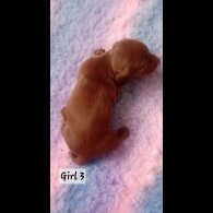 Dachshund (Standard &amp; Miniature) - Both