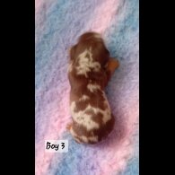 Dachshund (Standard &amp; Miniature) - Both