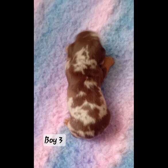 Dachshund (Standard &amp; Miniature) - Both
