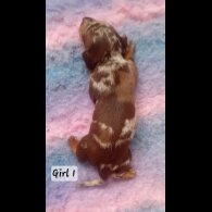 Dachshund (Standard &amp; Miniature) - Both