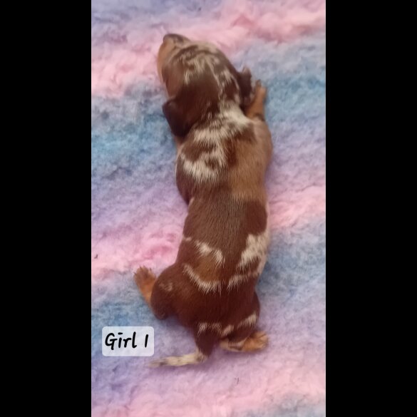 Dachshund (Standard &amp; Miniature) - Both