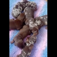 Dachshund (Standard &amp; Miniature) - Both