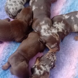 Dachshund (Standard &amp; Miniature) - Both
