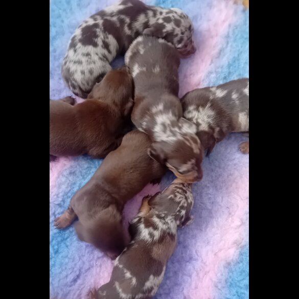 Dachshund (Standard &amp; Miniature) - Both