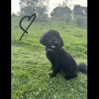 Miniature Poodle