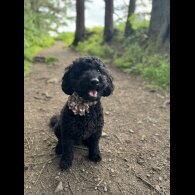 Miniature Poodle