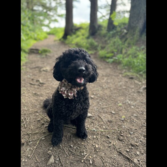 Miniature Poodle