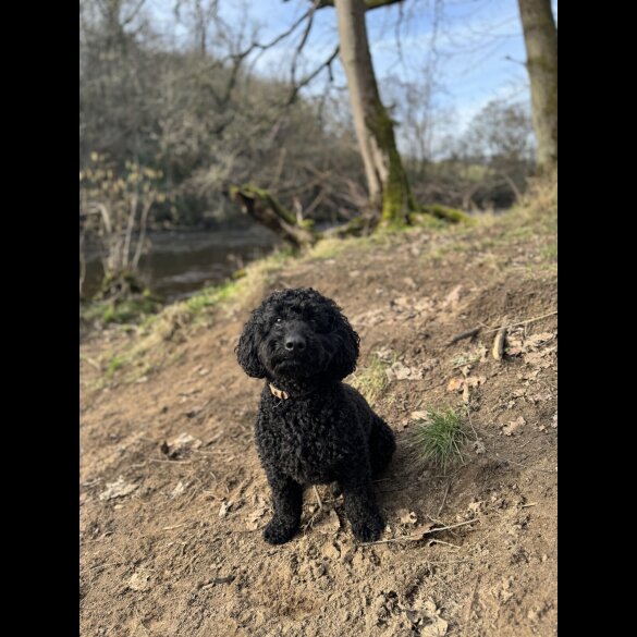 Miniature Poodle