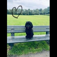 Miniature Poodle