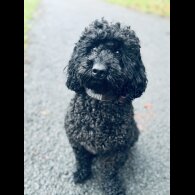 Miniature Poodle