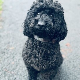 Miniature Poodle