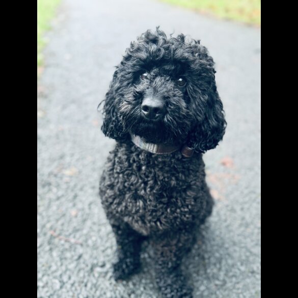 Miniature Poodle