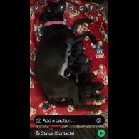 Mixed Breed - Both