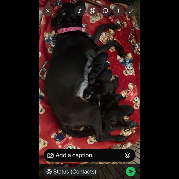 Mixed Breed - Both