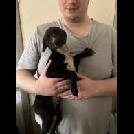 Mixed Breed - Both