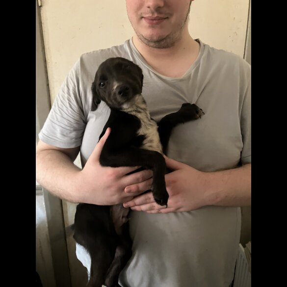 Mixed Breed - Both
