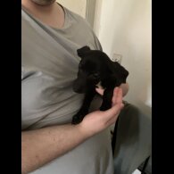 Mixed Breed - Both