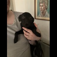 Mixed Breed - Both