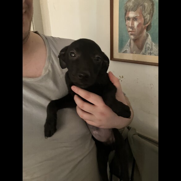 Mixed Breed - Both