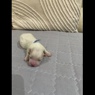 Maltese - Both