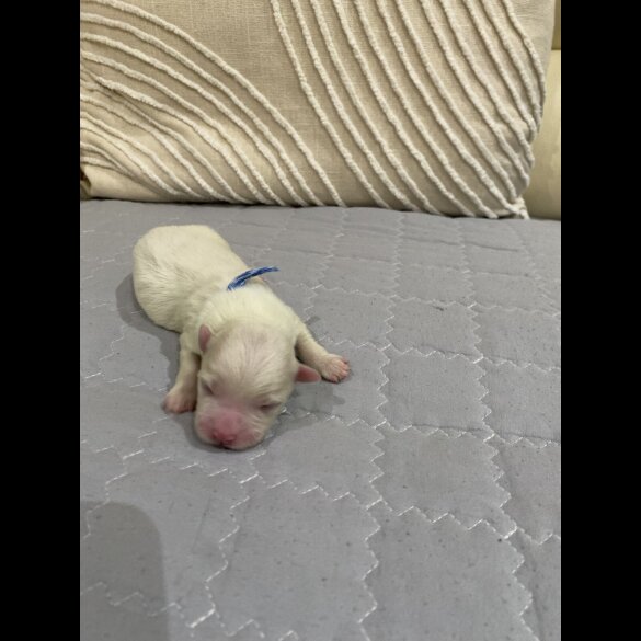 Maltese - Both