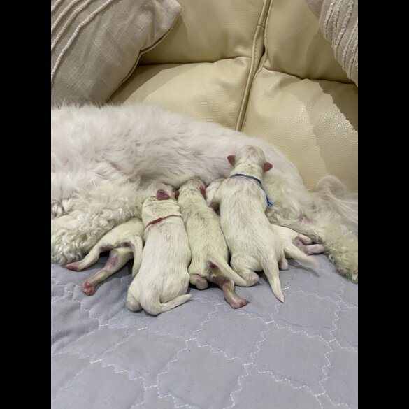 Maltese - Both