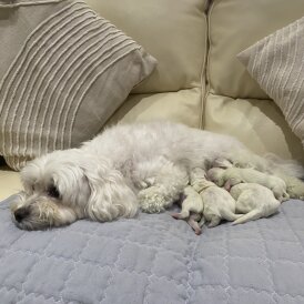 Maltese - Both
