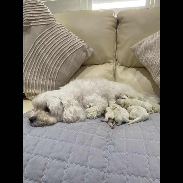 Maltese - Both