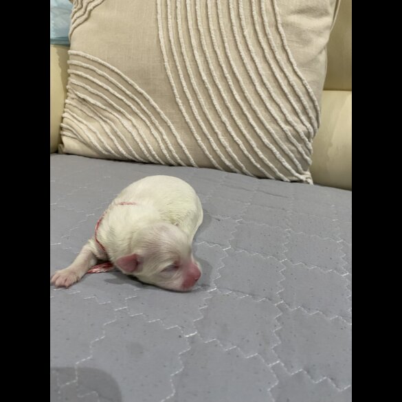 Maltese - Both