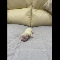 Maltese - Both