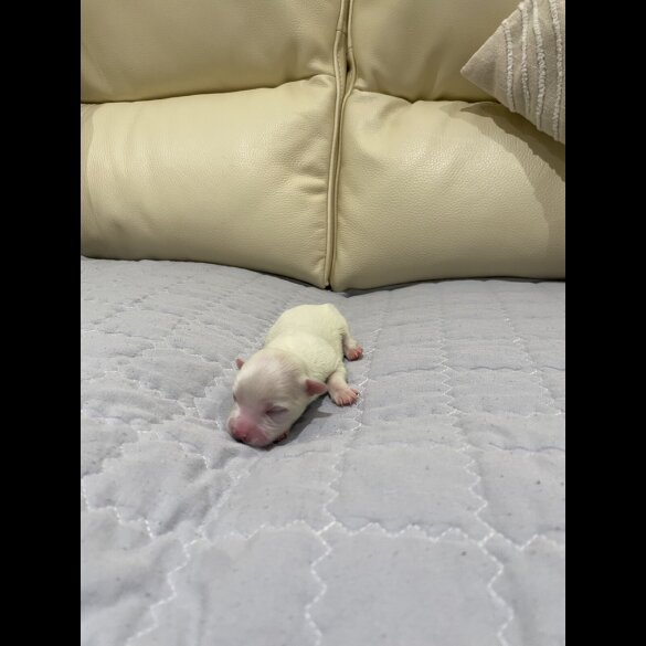 Maltese - Both