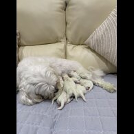 Maltese - Both
