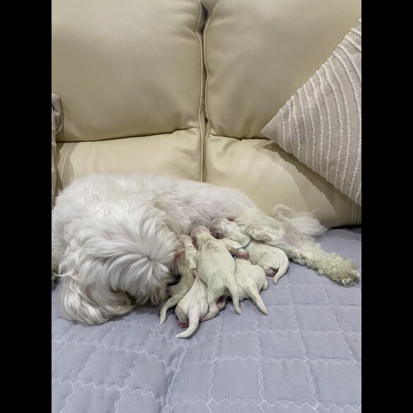 Maltese - Both