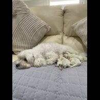 Maltese - Both