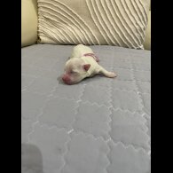 Maltese - Both