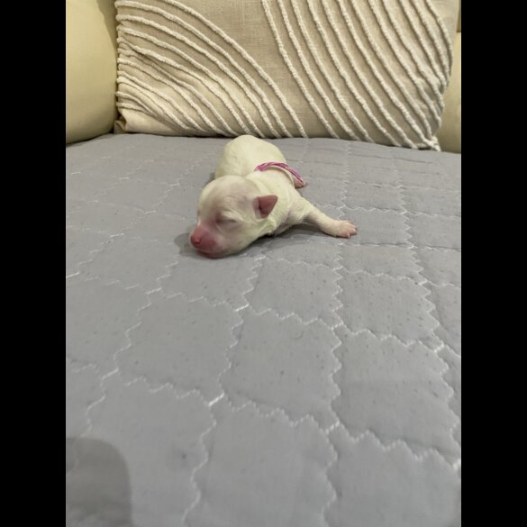 Maltese - Both
