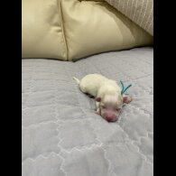 Maltese - Both