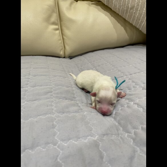 Maltese - Both
