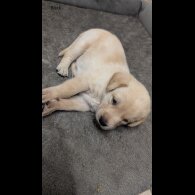 Labrador Retriever - Both