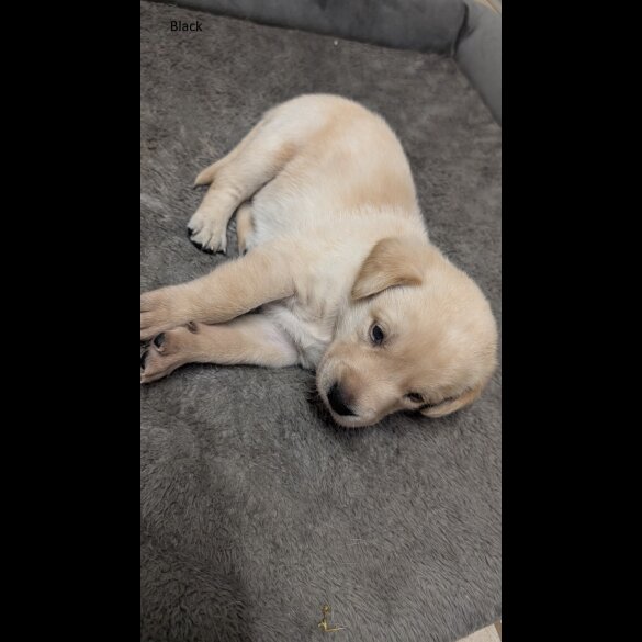Labrador Retriever - Both