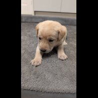 Labrador Retriever - Both