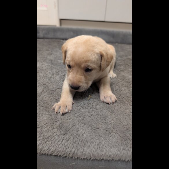 Labrador Retriever - Both