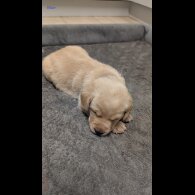 Labrador Retriever - Both