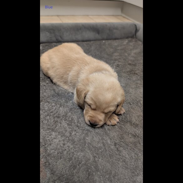 Labrador Retriever - Both