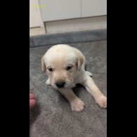 Labrador Retriever - Both