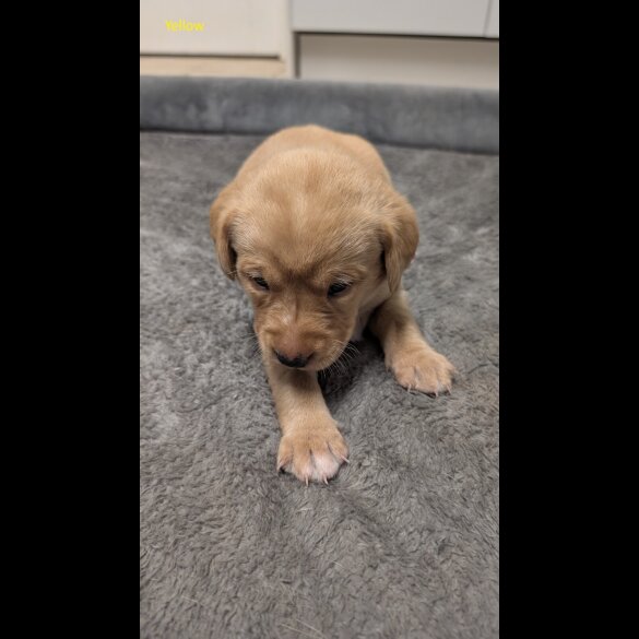 Labrador Retriever - Both