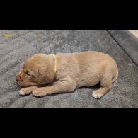 Labrador Retriever - Both