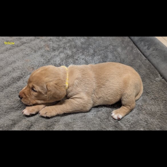 Labrador Retriever - Both