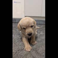 Labrador Retriever - Both