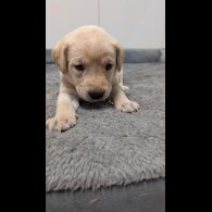 Labrador Retriever - Both